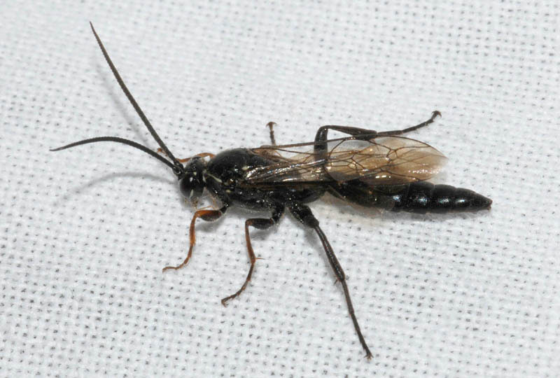 Ichneumonidae nero